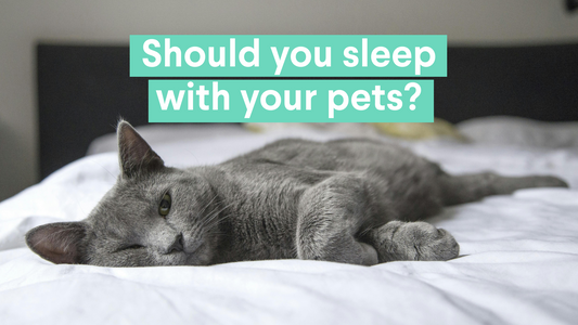 The Pros and Cons of Sleeping with Your Pet: A Furry Dilemma